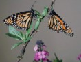 /album/mariposa-monarca/a1919124-934553156599044-660491875445736995-n-jpg/