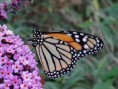 /album/mariposa-monarca/a12369028-934553143265712-3235437327806468519-n-jpg/