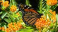 /album/mariposa-monarca/a12376170-934553186599041-1495713968753802209-n-jpg/