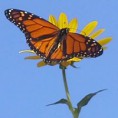 /album/mariposa-monarca/a12391976-934553169932376-28449354940218306-n-jpg/
